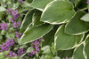 Hosta CROWNED IMPERIAL 25 BR Plants