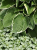Hosta CROWNED IMPERIAL 25 BR Plants