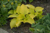 Hosta 'Dancing Queen'
Photos courtesy of Walters Gardens, Inc.