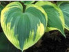 Hosta EARTH ANGEL 20ct Flat