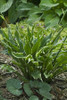 Hosta ELECTROCUTION 20ct Flat