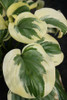 Hosta FRAGRANT QUEEN PP19508 20ct Flat