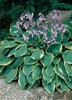 Hosta FRANCES WILLIAMS 20ct Flat