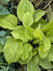 Hosta GOLDEN NEEDLES 20ct Flat