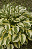 Hosta GRAND PRIZE 25 BR Plants