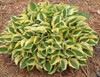 Hosta GRAND PRIZE 25 BR Plants