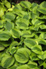 Hosta GRAND TIARA 25 BR Plants