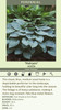 Hosta HALCYON 20ct Flat