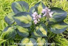 Hosta HEAT WAVE 20ct Flat