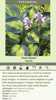 Hosta HEAT WAVE 20ct Flat