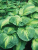 Hosta HOLLYWOOD LIGHTS 20ct Flat
