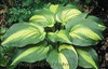 Hosta HOLLYWOOD LIGHTS 20ct Flat