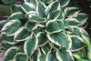 Hosta INDEPENDENCE 20ct Flat