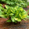 Hosta 'Island Breeze' PP27151 (20)ct Flat