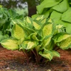 Hosta 'Island Breeze' PP27151 (20)ct Flat