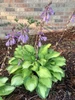 Hosta 'Island Breeze' PP27151 (20)ct Flat