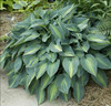 Hosta JUNE 20ct Flat