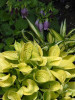 Hosta MAUI BUTTERCUPS 20ct Flat