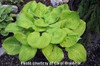 Hosta MAYFLOWER MOON 20ct Flat