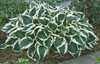 Hosta MINUTEMAN 20ct Flat