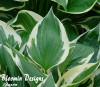 Hosta MINUTEMAN 20ct Flat