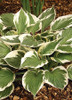 Hosta MINUTEMAN 20ct Flat