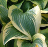 Hosta montana AUREOMARGINATA 20ct Flat