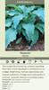 Hosta NEPTUNE PP#19,674 20ct Flat