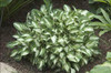 Hosta Pandoras Box 20ct Flat