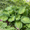 Hosta 'Paradigm' (20)ct Flat