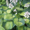 Hosta 'Paradigm' (20)ct Flat