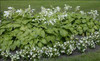 Hosta plantaginea 20ct Flat