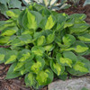 Hosta 'Pocketful of Sunshine' PP23709 (20)ct Flat