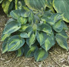 Hosta RHINO HIDE PP23665 20ct Flat