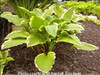 Hosta RUBBIES AND RUFFLES 20ct Flat