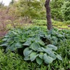 Hosta sieboldiana 'Elegans' (20)ct Flat