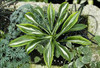 Hosta SPARKLER PPAF 20ct Flat