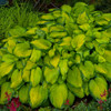 Hosta 'Stained Glass' (20)ct Flat