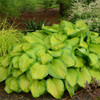 Hosta 'Stained Glass' (20)ct Flat