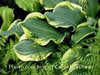 Hosta WHEEE PP23565 20ct Flat