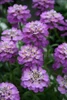 Iberis ABSOLUTELY AMETHYST TM IB2401 PP23048 25 BR Plants
