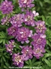 Iberis ABSOLUTELY AMETHYST TM IB2401 PP23048 25 BR Plants
