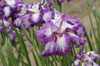 Iris e Lion King Japanese 25 BR Plants