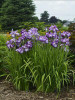 Iris e Lion King Japanese 25 BR Plants