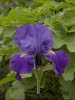 Iris Feed Back 25 BR Plants