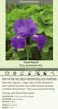 Iris Feed Back 25 BR Plants