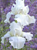 Iris Immortality 25 BR Plants