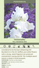 Iris Immortality 25 BR Plants