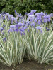 Iris p Argentea Variegata 15ct Flat