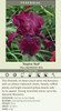 Iris Raptor Red 25 BR Plants